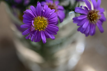 Purple asters in a glass vase on a blurred backgroundの写真素材