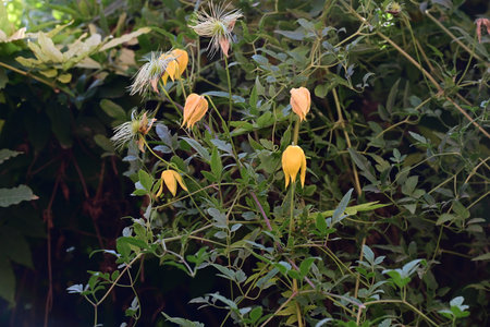 Clematis grandiflora,Gran Canaria,Spainの写真素材