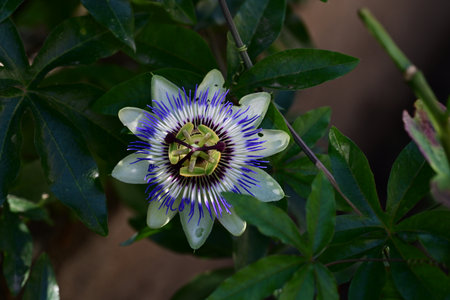 Passion fruit flower, Passiflora caeruleaの写真素材
