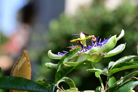 Passiflora caerulea, Passiflora caeruleaの写真素材