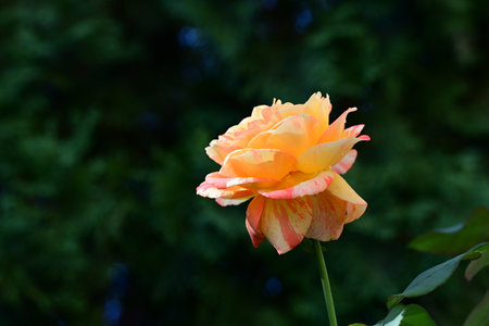 Beautiful orange rose on a green background. Shallow depth of field.の写真素材
