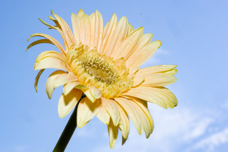 Yellow gerbera flower on blue sky background, close-upの写真素材