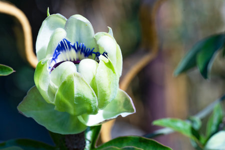 Close up of a magnolia flower in the garden, Thailand.の写真素材