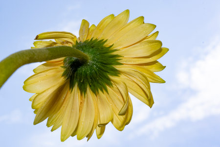 Yellow gerbera flower on blue sky background. Close up.の写真素材