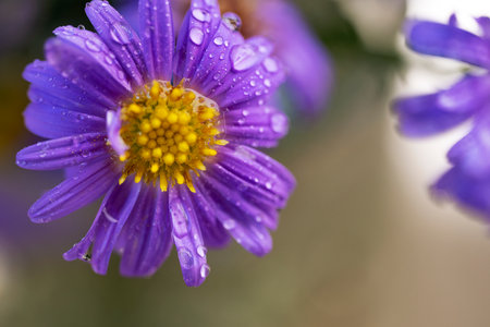 Purple aster flower with water droplets on the petals.の写真素材