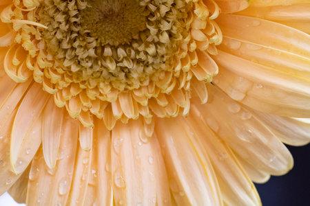 Close up of a yellow gerbera flower with water dropletsの写真素材
