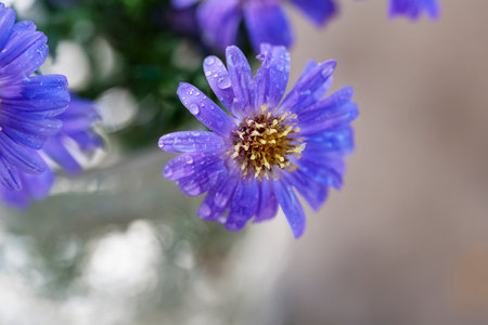 Beautiful blue daisies with water drops on the petalsの写真素材