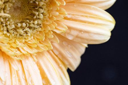 Close up of gerbera flower with water drops on petalsの写真素材