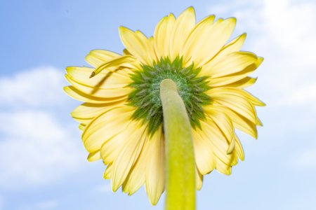Yellow gerbera flower on blue sky background, close-upの写真素材