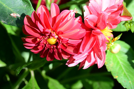 Colorful dahlia flower in the garden. Floral background.の写真素材