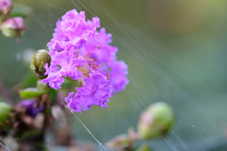 Lagerstroemia speciosa flower with spider web in gardenの写真素材