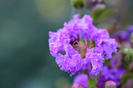 Close up of purple flower of Queen's crape myrtleの写真素材