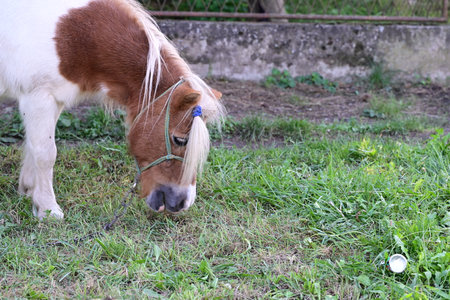 Horse grazing on a green meadow in the village. Close-upの写真素材