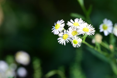 white daisies on green background, shallow depth of field.の写真素材