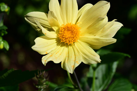 Yellow dahlia in the garden on a sunny summer day.の写真素材