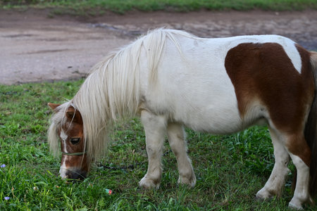 Horse grazing in a meadow, close up of a ponyの写真素材