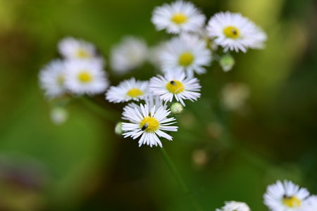 White daisies on a green background. Shallow depth of fieldの写真素材
