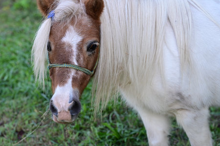 Portrait of a little pony in the farm,Thailand.の写真素材