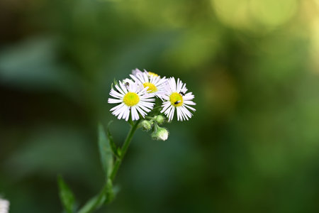 beautiful daisies on green background, closeup of photoの写真素材