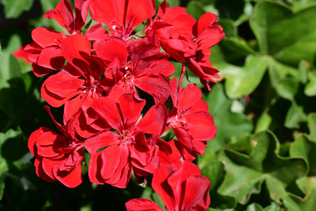 Red geranium flowers in the garden on a sunny summer day.の写真素材