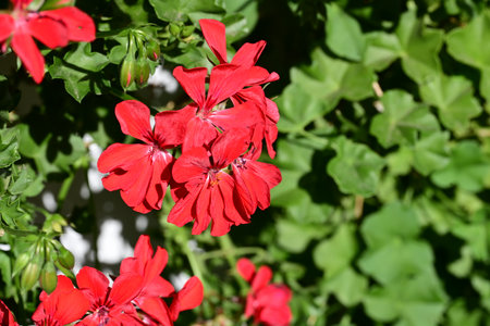 Red geraniums in the garden on a sunny summer day.の写真素材