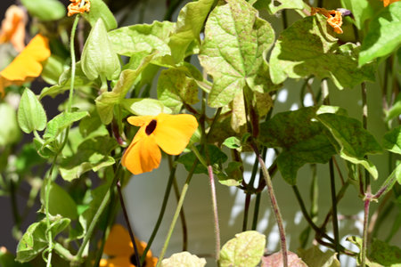 Yellow flower in a pot with green leaves, close-up.の写真素材