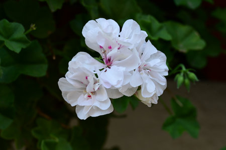 Geranium Pelargonium, also known as geraniums.の写真素材