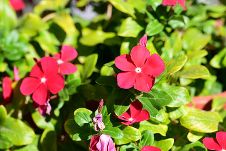 Red flowers of Catharanthus roseus  in the garden.の写真素材