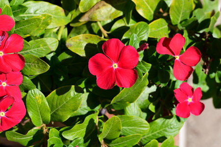 Red periwinkle flowers on the green leaves in the garden.の写真素材