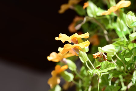 Yellow flowers in a pot on a black background, close-upの写真素材