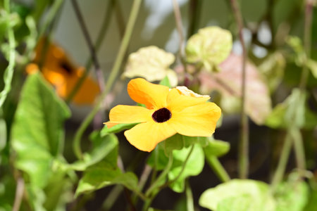 Yellow flower in the garden with green leaves background. Shallow depth of field.の写真素材