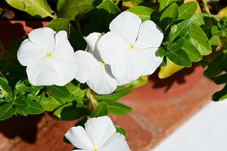 White Periwinkle flowers in a pot on the terrace.の写真素材