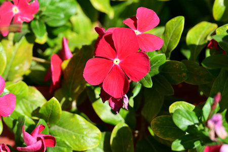 Catharanthus roseus, Madagascar periwinkle, Vinca roseaの写真素材