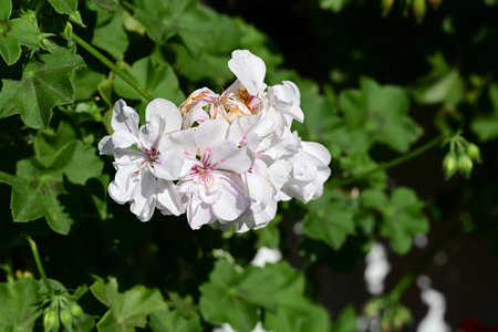 Geranium Pelargonium, also known as white geranium.の写真素材