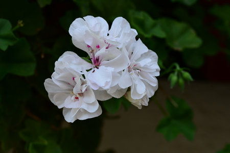 Geranium Pelargonium, also known as the Japanese geranium.の写真素材
