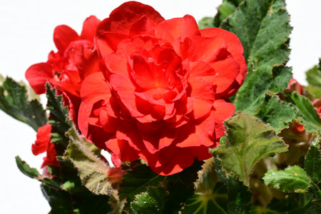 Begonia semperflorensis is a genus of flowering plants in the family Begoniaceae.の写真素材
