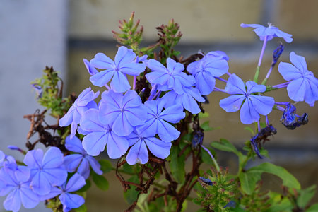 Blue flowers of Plumbago auriculata in the gardenの写真素材