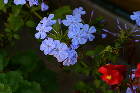 Blue and red flowers of Plumbago auriculata in the gardenの写真素材