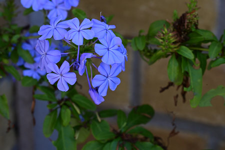 Blue flowers of Plumbago auriculata in the gardenの写真素材