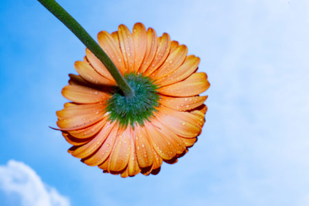 Orange gerbera flower with water drops on blue sky background.の写真素材