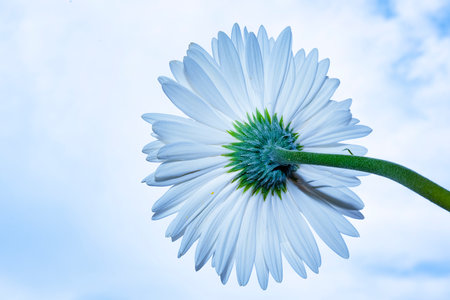 Beautiful white gerbera flower on a blue sky background.の写真素材