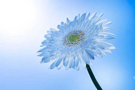 White gerbera flower on blue sky background with copy space.の写真素材