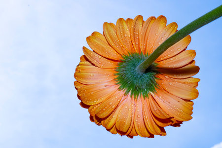 Orange gerbera flower with water drops on a blue sky backgroundの写真素材