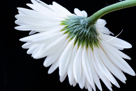 White gerbera flower isolated on black background. Close up.の写真素材