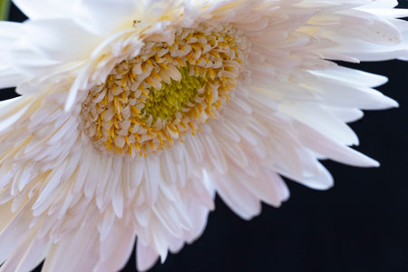 White gerbera flower on black background, close up, macroの写真素材