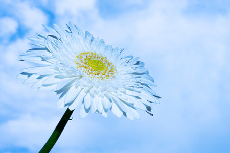 white gerbera flower on blue sky background with copy space.の写真素材