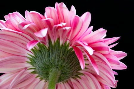 Pink gerbera flower isolated on black background. Close up.の写真素材