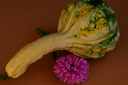 Pumpkin and flower on brown background. Autumn still life.の写真素材