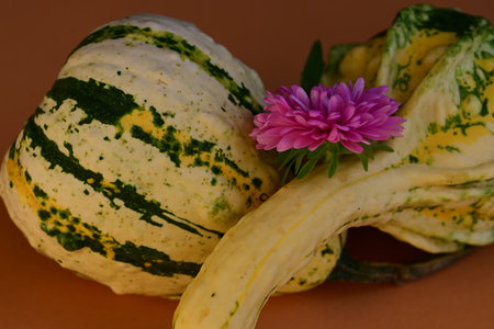 pumpkin and flower on a brown background, close-upの写真素材