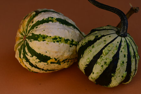 Green and white decorative pumpkins on a brown background, close-upの写真素材